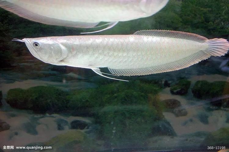 銀龍魚的圖片價格大全 銀龍魚的圖片價格大全 龍魚百科 第35張