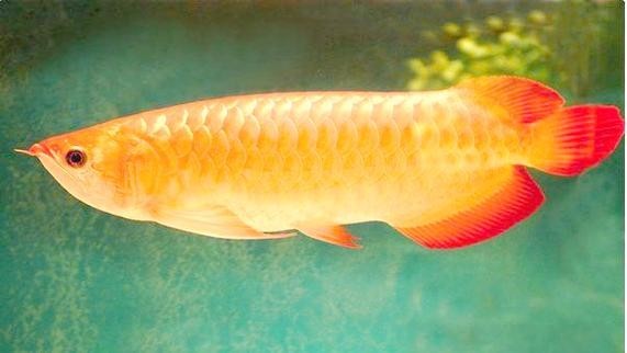 銀龍魚的圖片價格大全 銀龍魚的圖片價格大全 龍魚百科 第18張