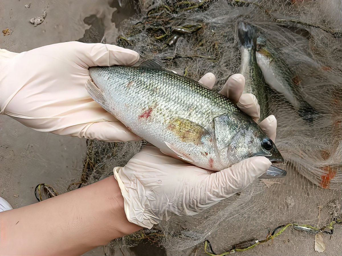 小火龍魚死亡樣子