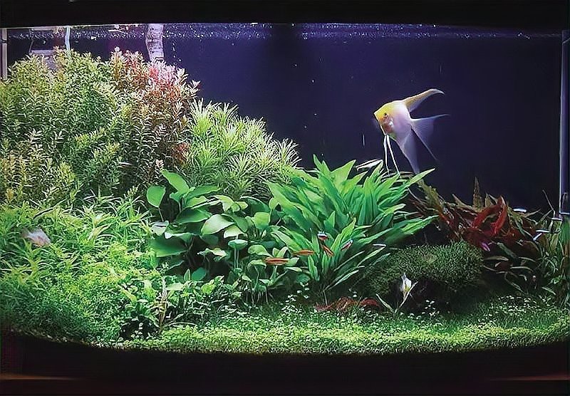 龍魚缸水草多久換一次？