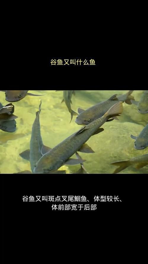 谷魚長啥樣圖片