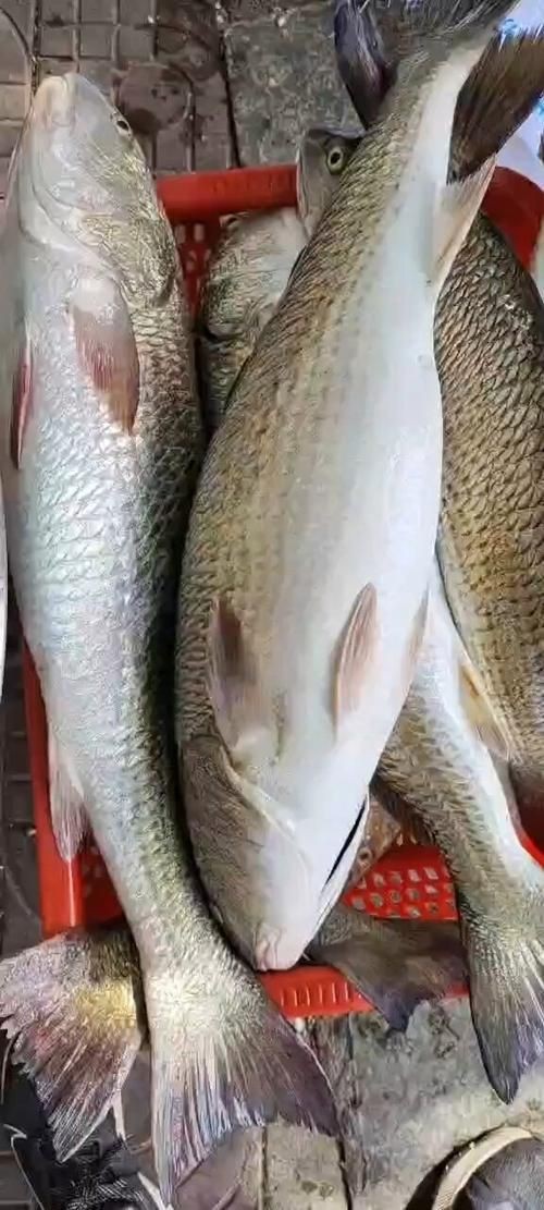 谷魚長啥樣圖片