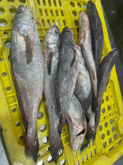 谷魚長啥樣圖片