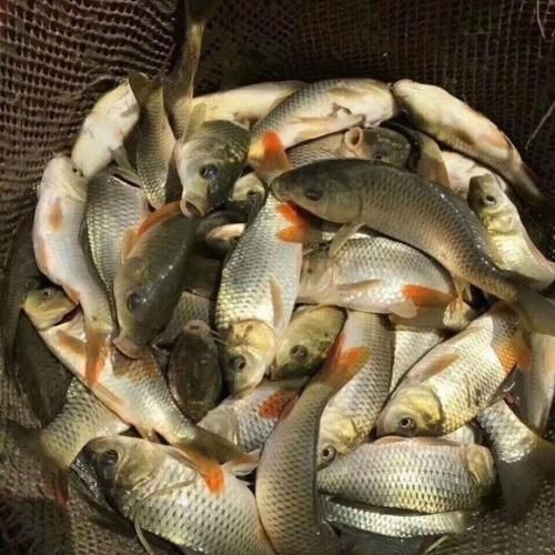 谷魚長啥樣圖片