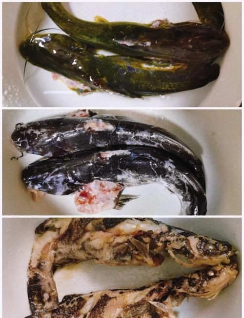 谷魚長啥樣圖片