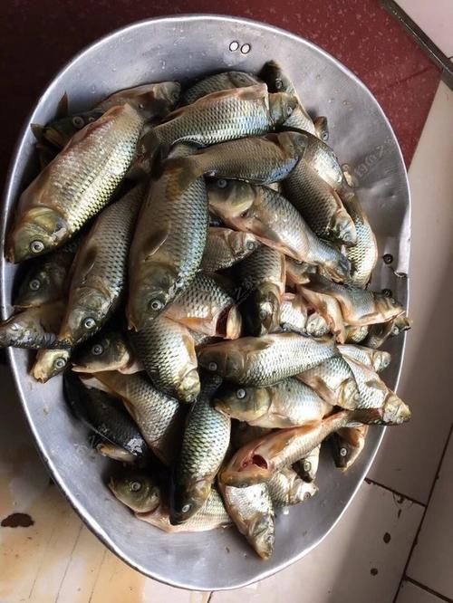 谷魚長啥樣圖片