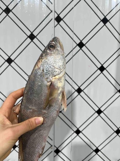 谷魚長啥樣圖片