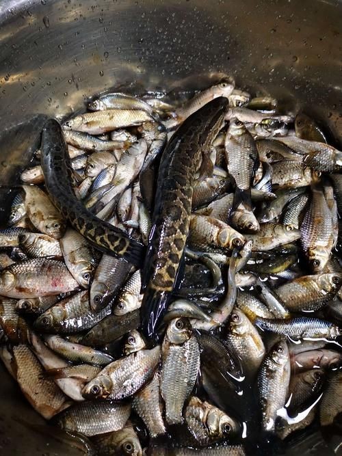 谷魚長啥樣圖片