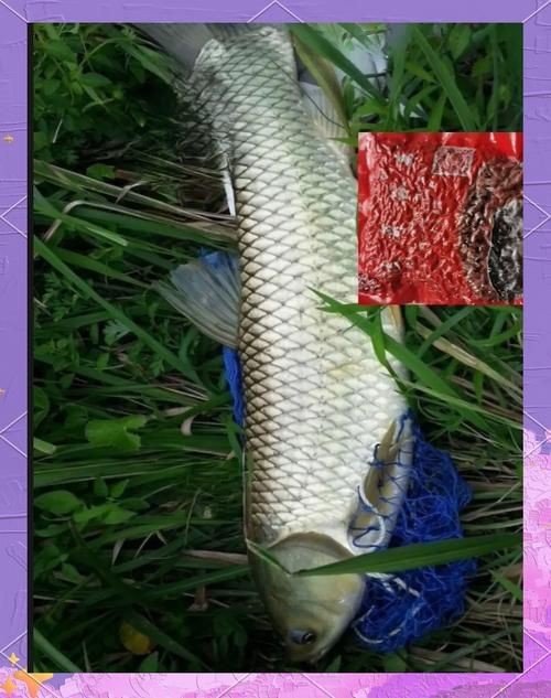 谷魚長啥樣圖片