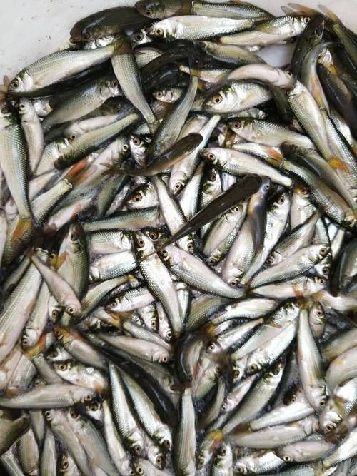 谷魚長啥樣圖片