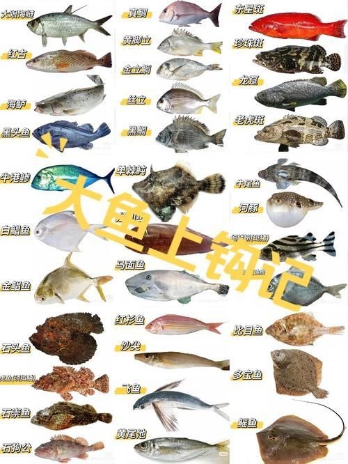 谷魚長啥樣圖片