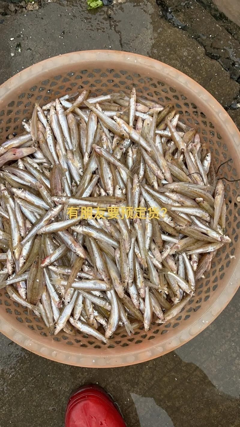 谷魚長啥樣圖片