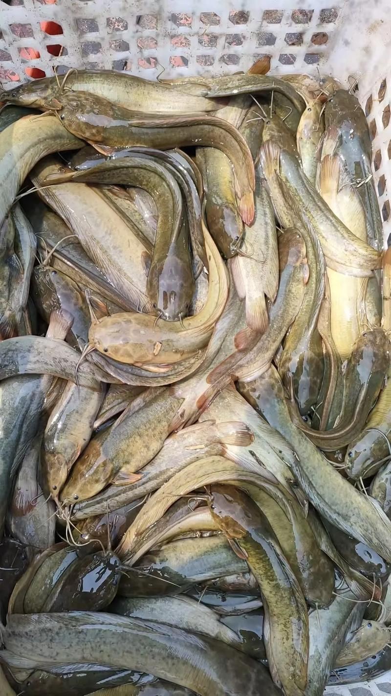 谷魚長啥樣圖片
