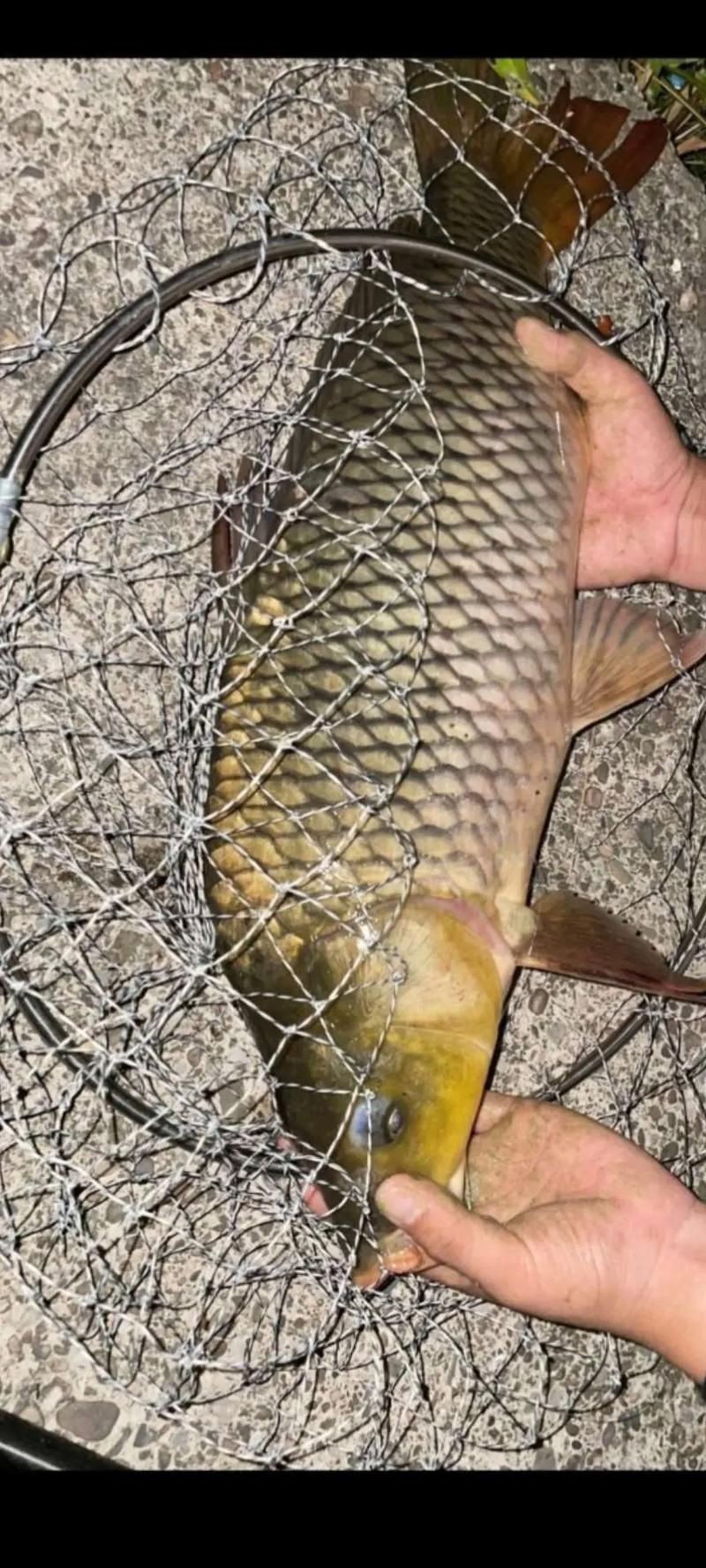 谷魚長啥樣圖片