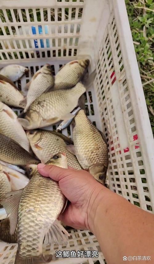 谷魚長啥樣圖片
