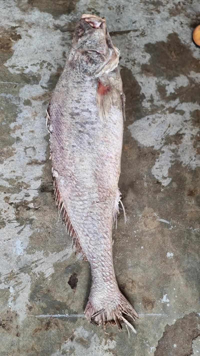 谷魚長啥樣圖片