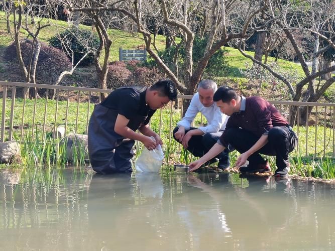 谷魚長啥樣圖片