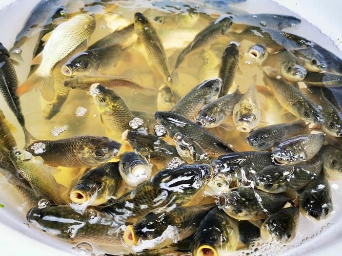 谷魚長啥樣圖片
