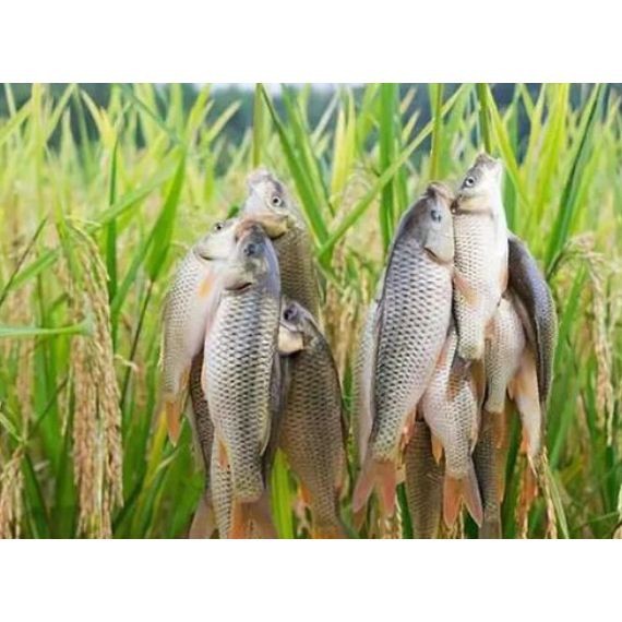 谷魚長啥樣圖片