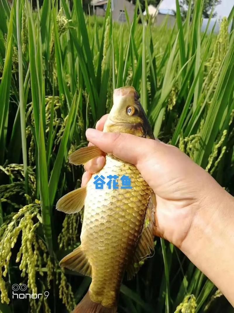 谷魚長啥樣圖片