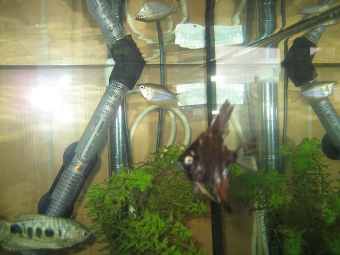藍(lán)龍魚圖片高清圖片大全
