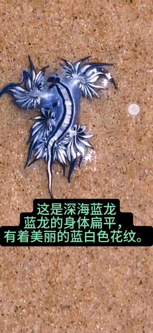 藍(lán)龍魚圖片高清圖片大全