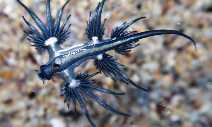 藍(lán)龍魚圖片高清圖片大全