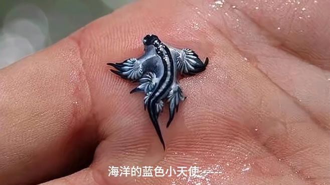 藍(lán)龍魚圖片高清圖片大全