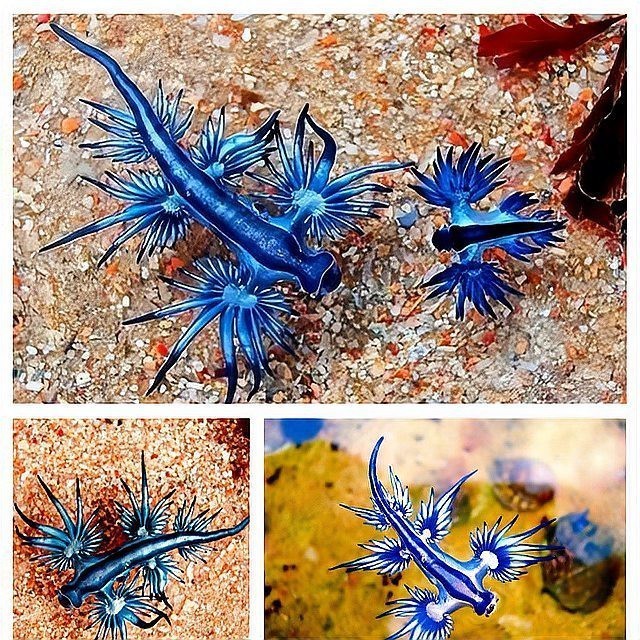 藍(lán)龍魚圖片高清圖片大全