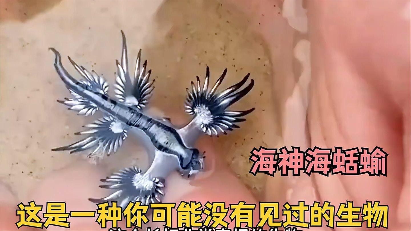 藍(lán)龍魚圖片高清圖片大全