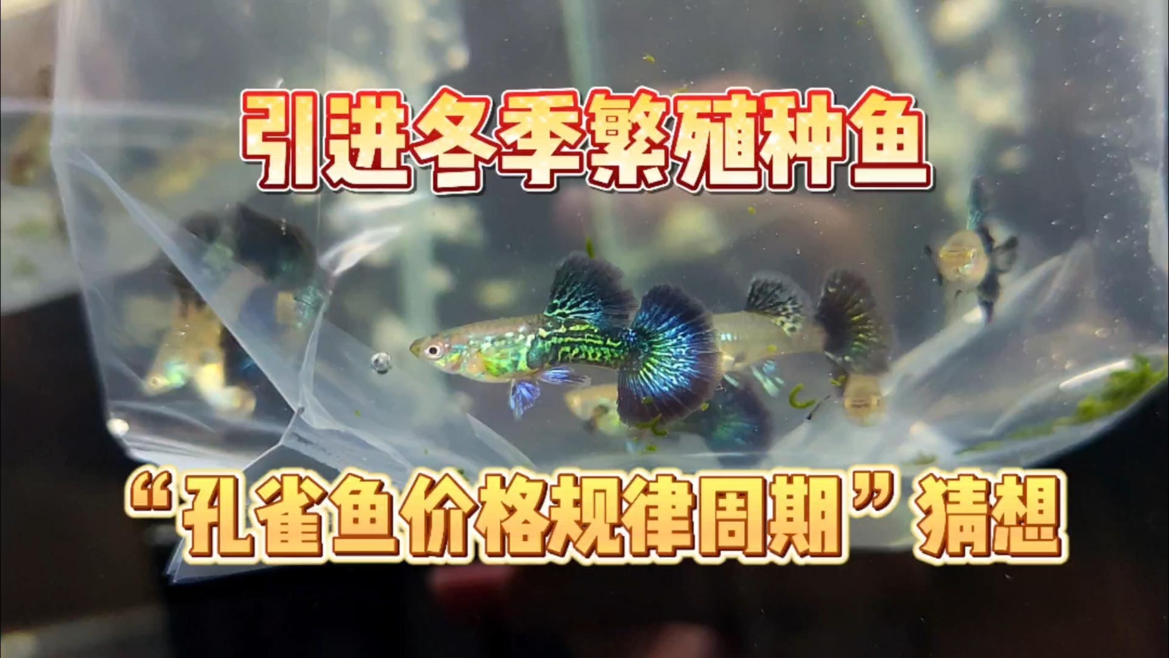 藍(lán)龍魚圖片高清圖片大全