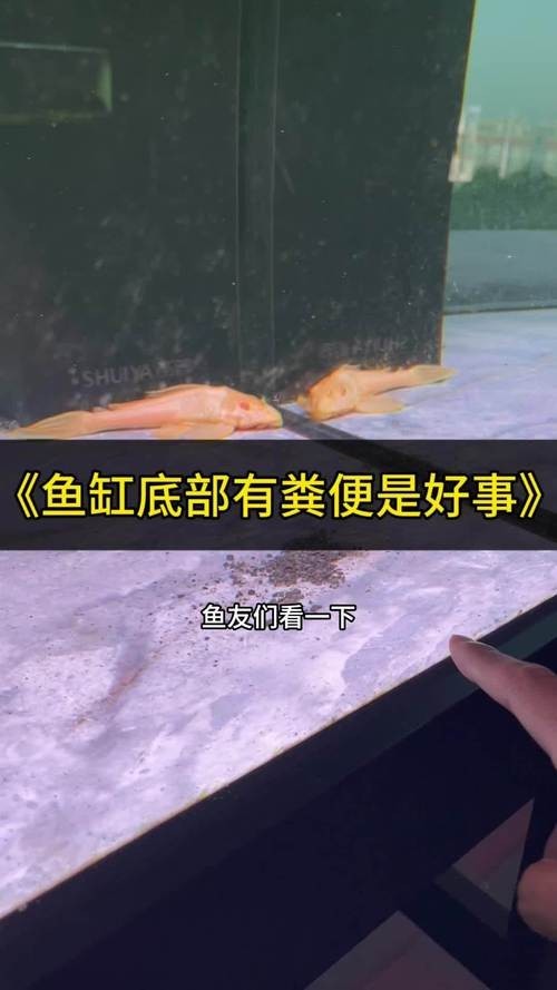 龍魚缸適合養(yǎng)什么魚圖片