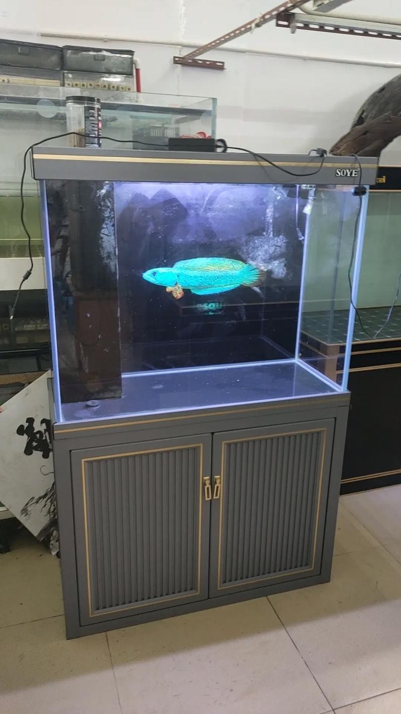 龍魚缸適合養(yǎng)什么魚圖片