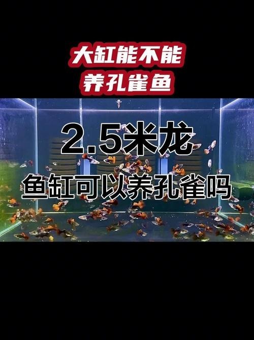 龍魚缸適合養(yǎng)什么魚圖片