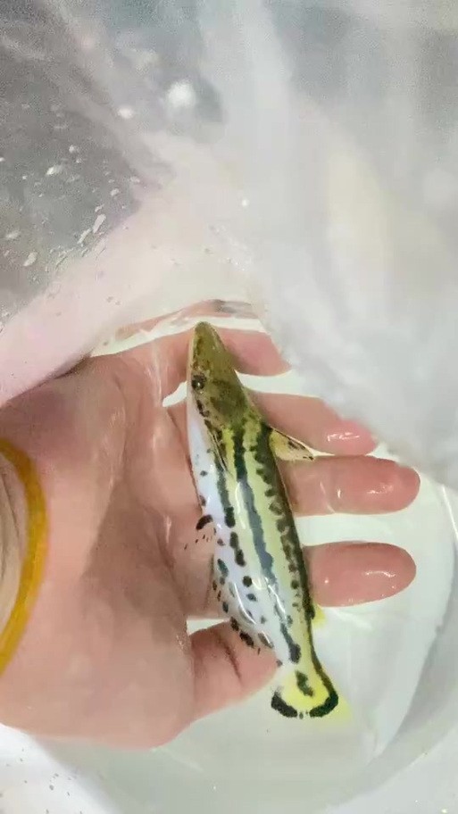 龍魚缸適合養(yǎng)什么魚圖片