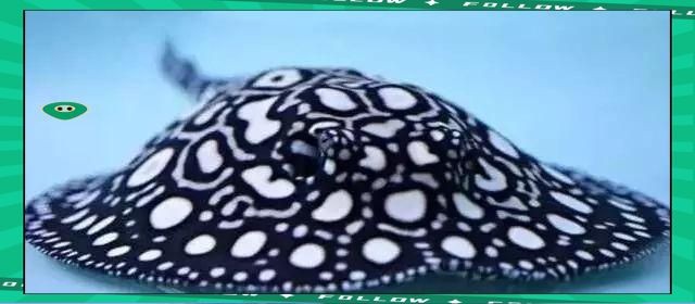 觀賞魚魟魚品種價格