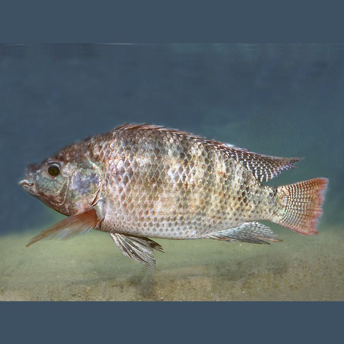 哪些藥物可以有效治療龍魚腸道細菌感染？，如何判斷龍魚是否感染腸道細菌感染