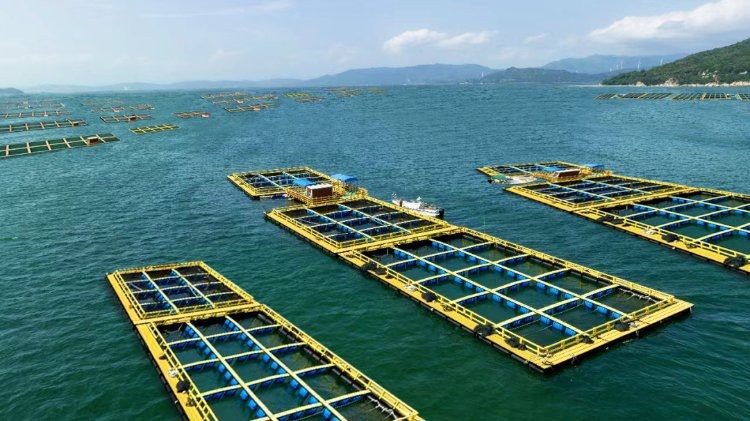 廣東紅龍魚漁場2024年最新消息