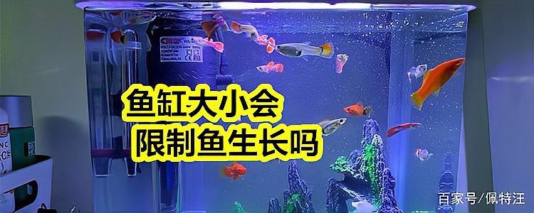 1.2米魚缸最忌三種魚