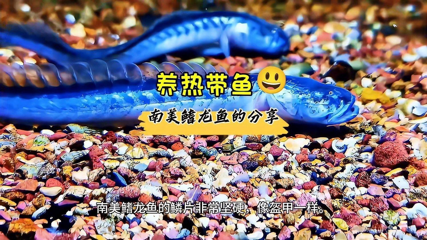 南美鰭龍魚價格 南美鰭龍魚價格 龍魚百科 第1張
