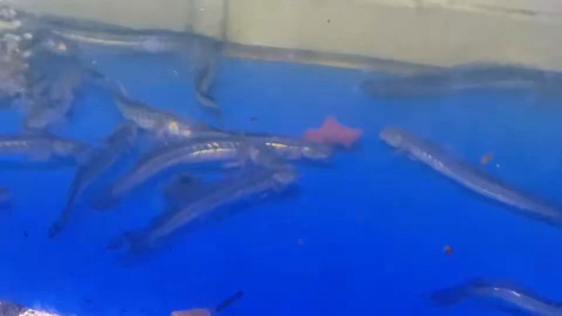 南美鰭龍魚價格 南美鰭龍魚價格 龍魚百科 第3張