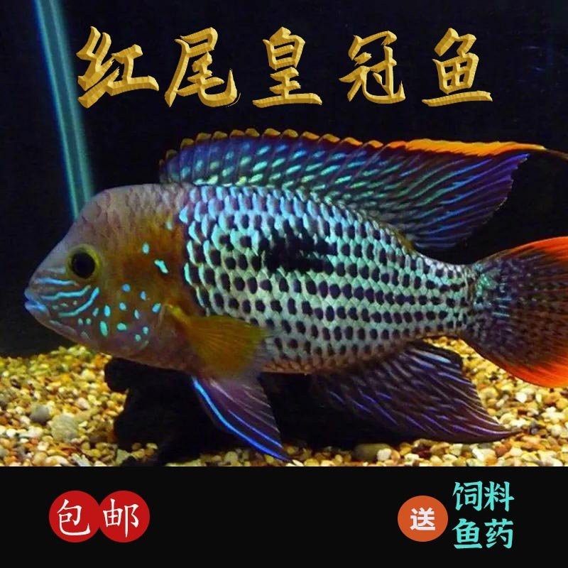 南美鰭龍魚價格 南美鰭龍魚價格 龍魚百科 第8張