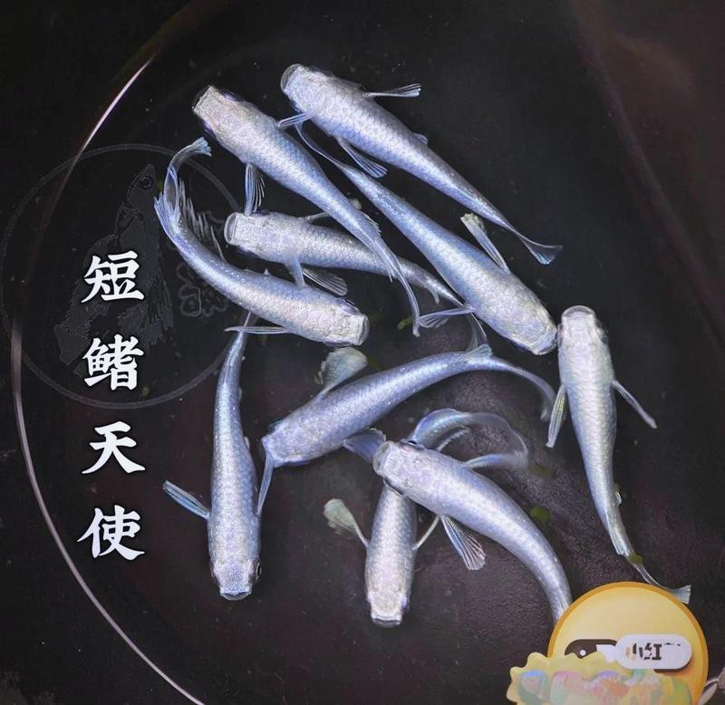 南美鰭龍魚價格 南美鰭龍魚價格 龍魚百科 第9張
