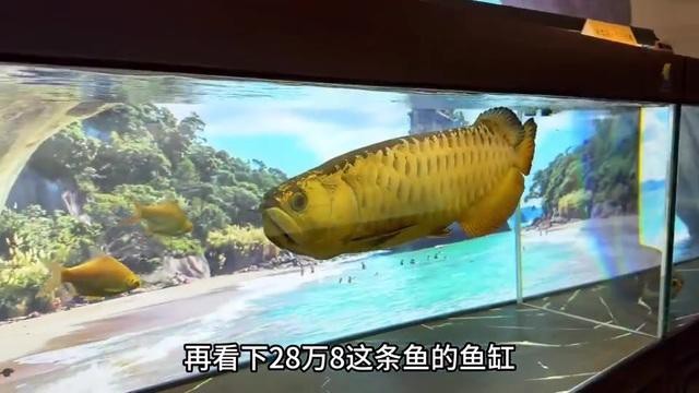 普通龍魚養殖需要哪些專業設備？ 普通龍魚養殖需要哪些專業設備？ 龍魚百科 第10張