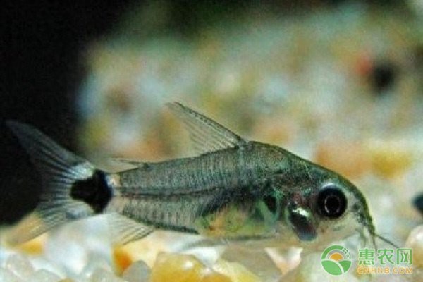 鼠魚哪個品種最好養