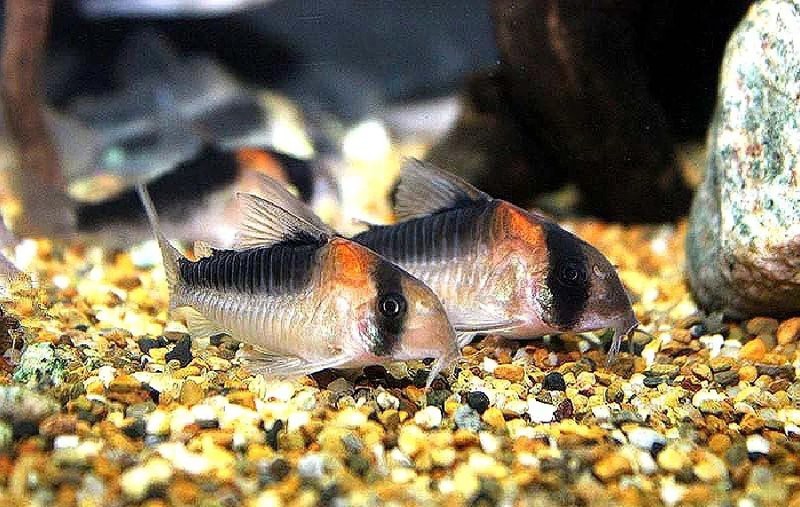 鼠魚哪個品種最好養