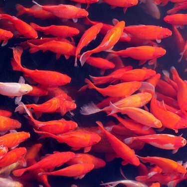 大正與昭和錦鯉哪個好養 大正與昭和錦鯉哪個好養 龍魚論壇 第9張