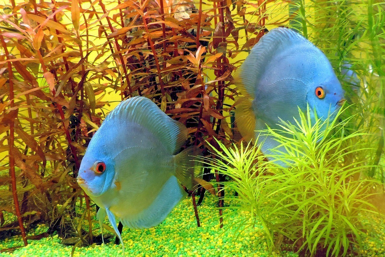 灤州市子宸水族館（灤州市子宸水族館電話）