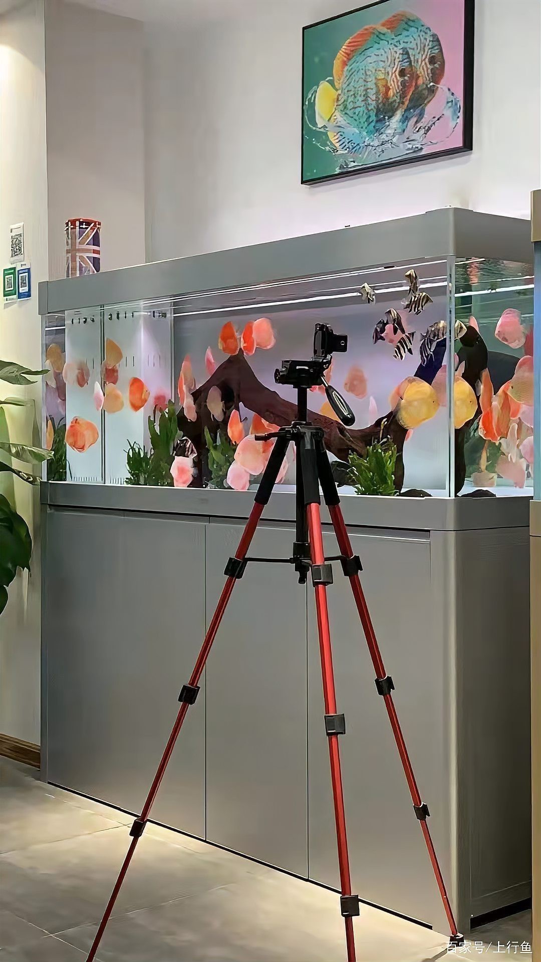 金龍魚換缸的最好辦法