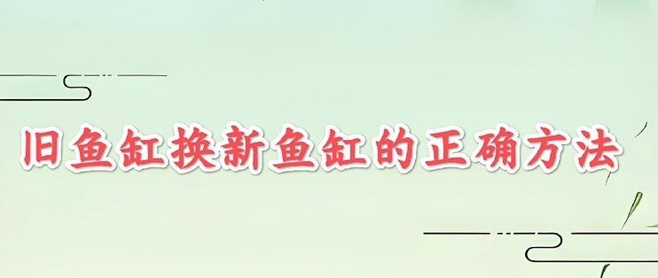 金龍魚換缸的最好辦法